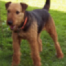 Airedale From NY